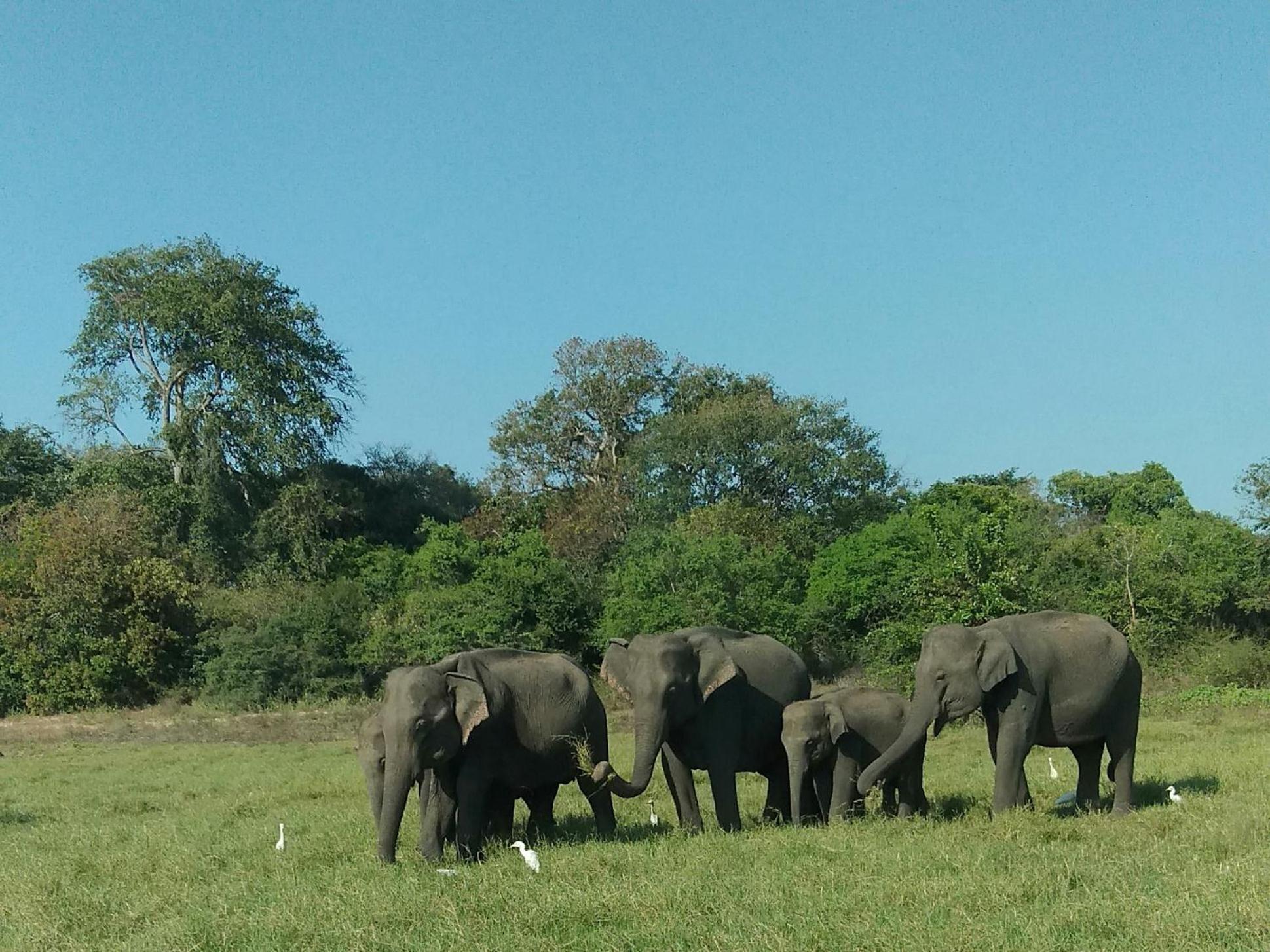 Liyara Home Stay Sigiriya Eksteriør billede