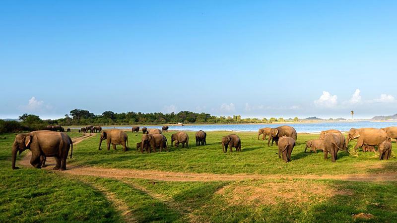 Liyara Home Stay Sigiriya Eksteriør billede