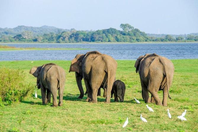 Liyara Home Stay Sigiriya Eksteriør billede